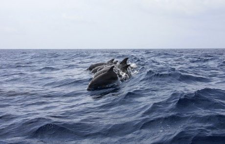 8 דולפיננים ניצפו מול חופי העיר נתניה